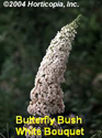 Butterfly Bush White Bouquet