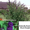 Butteryfly Bush Black Knight