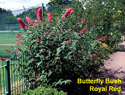 Butterfly Bush Royal Red