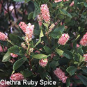 Clethra Ruby Spice