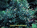 Clethra Summersweet