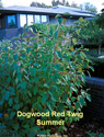 Dogwood Red Twig Summer