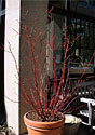 Dogwood Red Twig