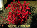 Euonymus Burning Bush