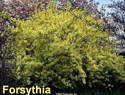 Forsythia