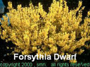 Forsythia Dwarf