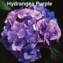 Hydrangea Purple