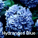 Hydrangea Blue