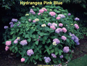 Hydrangea Pink Blue