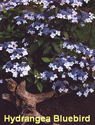 Hydrangea Bluebird