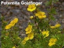 Potentilla Goldfinger