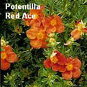 Potentilla Red Ace