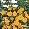 Potentilla Tangerine