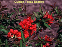 Quince Texas Scarlet