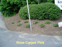 Rose Pink Carpet