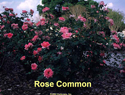 Rose Common