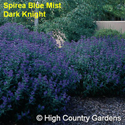 Spirea Blue Mist Dark