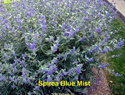 Spirea Blue Mist