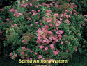 Spirea Anthony Waterer