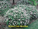 Spirea Little Princess