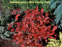 Sweetspire Little Henry Fall