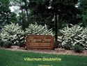 Viburnum Doublefile