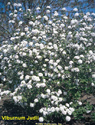 Viburnum Judii