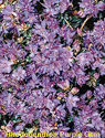 Rhododendron Purple Gem