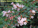 Abelia Edward Goucher