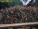 Abelia Glossy