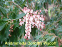 Andromeda Dorothy Wycoff