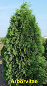 Arborvitae American