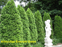 Arborvitae Emerald Green