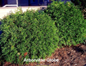 Arborvitae Globe