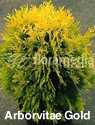 Arborvitae Gold