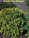 Arborvitae Golden