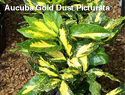 Aucuba Gold Dust Picturata