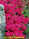 Azalea Fuschia