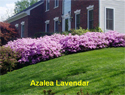 Azalea Lavender