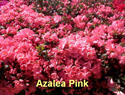 Azalea Pink