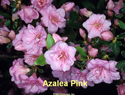 Azalea Pink Rosebud