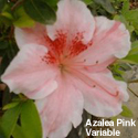 Azalea Pink Variable