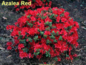 Azalea Red