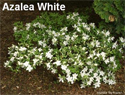 Azalea White