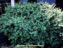 Barberry William Penn