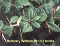 Barberry William Penn Thorns