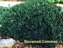 Boxwood Common