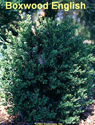 Boxwood English