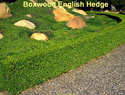 Boxwood English Hedge