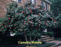 Camellia Mature